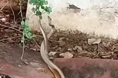 'Snake Dance' Creates Sensation at Agra Hospital; Viral Video Captures Unusual Scene