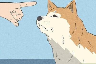 How to Keep Your Dog Calm Outside His Crate