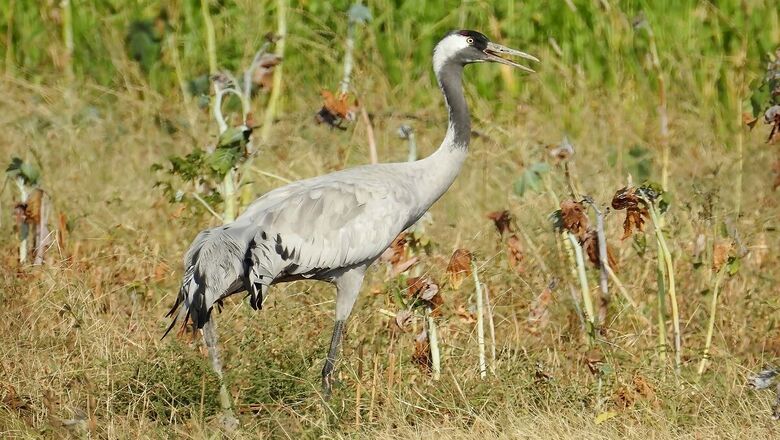 What Tracking a Crane’s Migration Journey Between Gujarat and Russia Tells Us About Avian Conservation