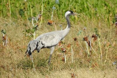 What Tracking a Crane’s Migration Journey Between Gujarat and Russia Tells Us About Avian Conservation