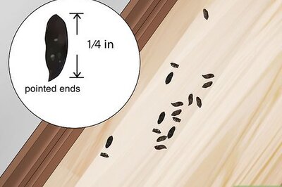 How to Get Rid of Mice in the Walls
