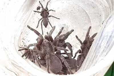 Panic in Bengal Village After Death By Tarantula Bite