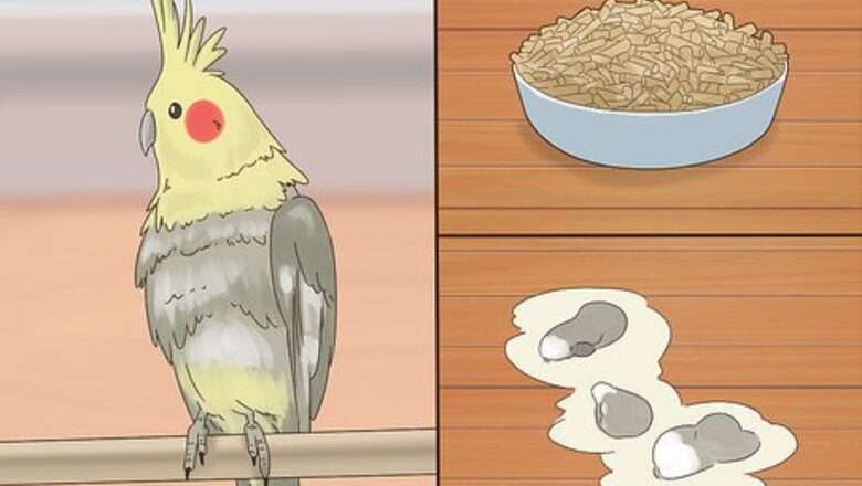 How to Treat Chlamydiosis in Cockatiels