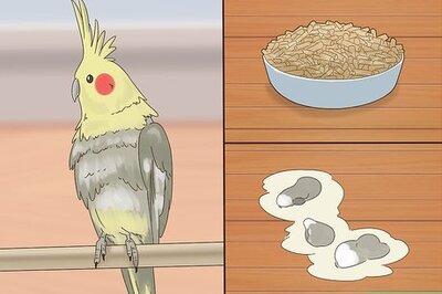 How to Treat Chlamydiosis in Cockatiels