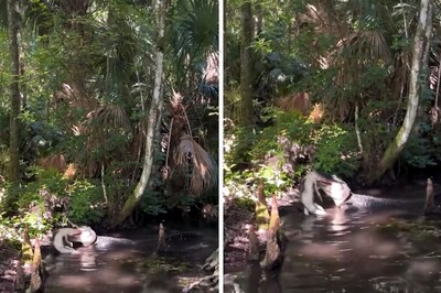 Alligator Attempts To Devour Smaller Rival In Jaw-Dropping Video