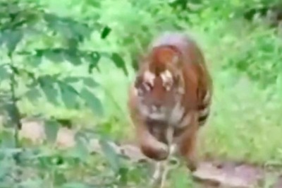 Video Shared By IFS Officer Shows Pack of Dholes Distracting a Tiger