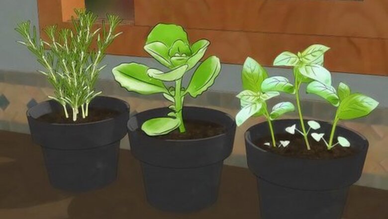 How to Grow an Indoor Herb Garden