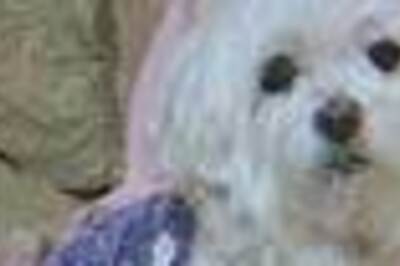 Billionaire dog gets death threats