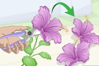 How to Dry a Hibiscus Flower