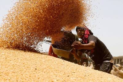 New Year Gift: Over 80 Cr People to Get Free Food Grains for 1 Year, Modi Govt to Bear Full Cost