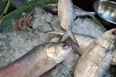 Due To Low Supply, Bengal Traders Selling Other Fish As Hilsa. Check How To Tell The Difference
