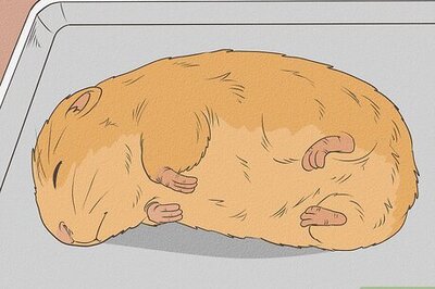 How to Get a Hamster out of Hibernation