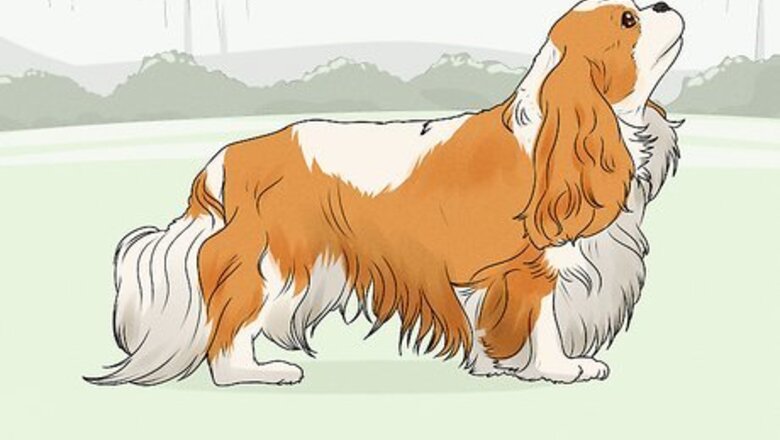 How to Identify a Cavalier King Charles Spaniel