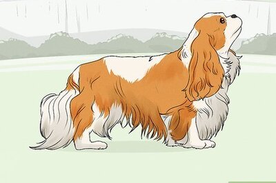 How to Identify a Cavalier King Charles Spaniel