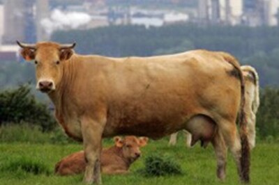 Cows moo with a regional accent