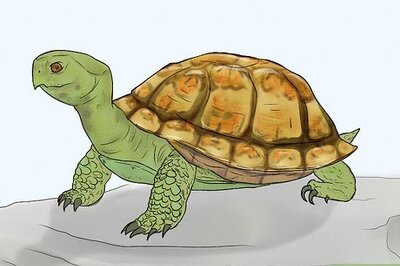 How to Care for Your Box Turtle
