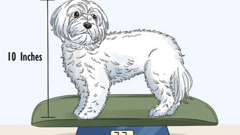 How to Identify a Maltese Dog