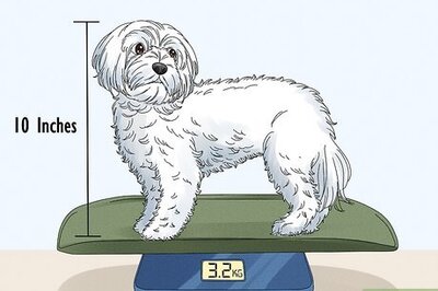 How to Identify a Maltese Dog