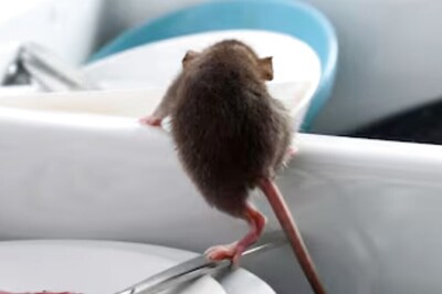 Bay Leaf To Garlic, 4 Common Kitchen Items That Keep Rodents Away