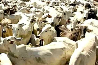 All Problems on Earth will be Solved if Slaughter of 'Mother' Cow Stopped: Gujarat Court