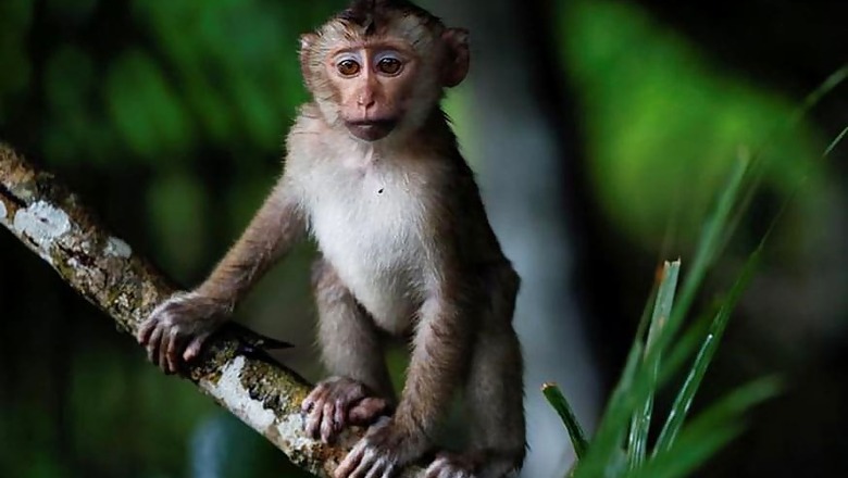 US Court Says Monkey in 'Selfie' Cannot Sue for Copyright