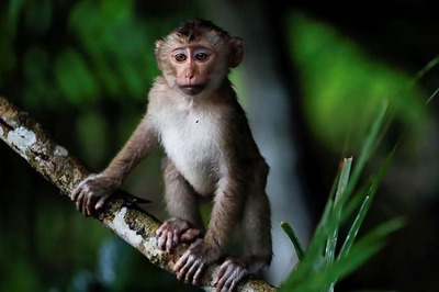 US Court Says Monkey in 'Selfie' Cannot Sue for Copyright