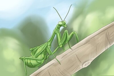 What is the Spiritual Meaning of a Praying Mantis?