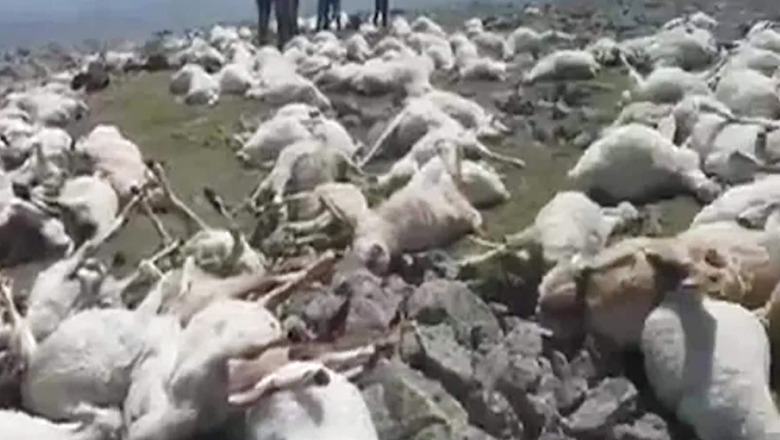 Over 500 Sheep Killed in Lightning Strike in Georgia