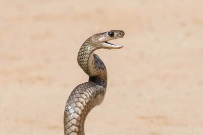 Malaysian Man Gets Bitten by Python on His Buttocks Inside Toilet
