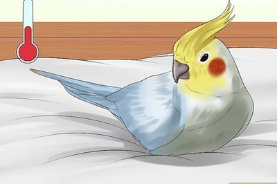 How to Clean a Bird