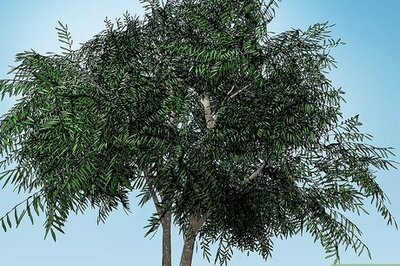 How to Collect Water From Plants