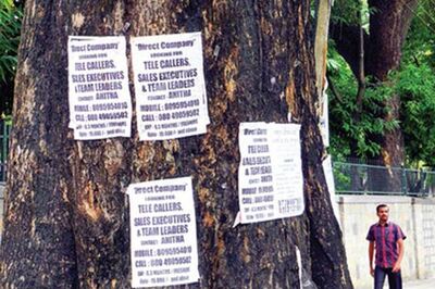 Bangalore: Stick no bills? Trees tacked, laws mocked