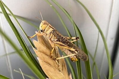 Chemical signal for locust swarming identified in step toward curbing plagues