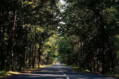 Gujarat Govt To Plant 10-cr Trees During 67th 'Van Mahotsav': Minister