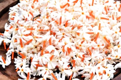 From Arthritis to Body Pain During Dengue, Here's How Parijat Helps