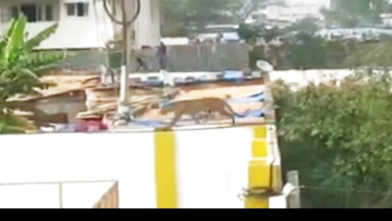 Caught on camera: Leopard enters a school in Bengaluru, 4 injured