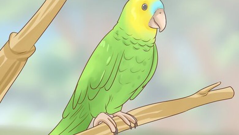 How to Choose an Amazon Parrot