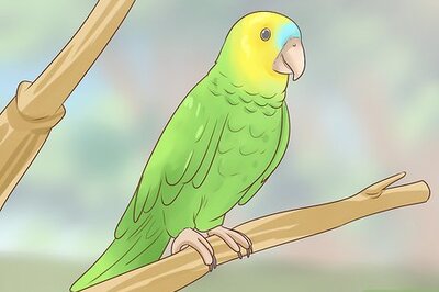 How to Choose an Amazon Parrot