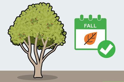 How to Harvest Hazelnuts