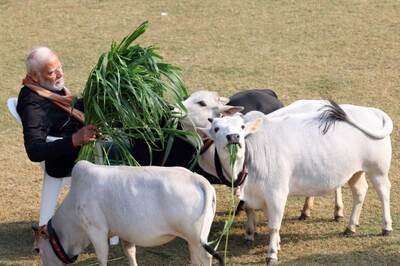 UP: VHP Moradabad Head Nabbed for Slaughtering Cow to Create Tension