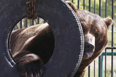 Bear Shot Dead at German Zoo After Escaping From Cage