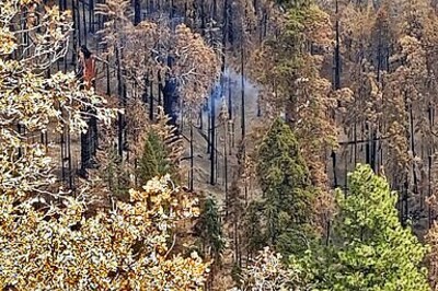 Giant Sequoia Still Smoldering From 2020 California Wildfire