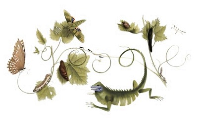 Google doodles naturalist Maria Sibylla Merian's 366th birthday