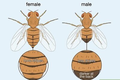 How to Distinguish Between Male and Female Fruit Flies