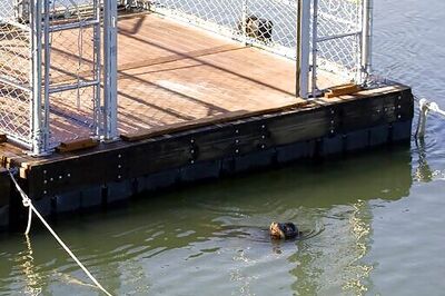 US allows killing sea lions eating at-risk Northwest salmon