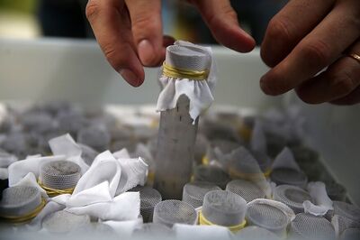 Student in Goa's Bicholim Hit by Suspected Dengue Fever