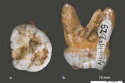 DNA code of human relative discovered