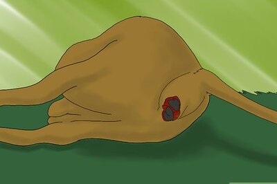 How to Observe the Birth of a Calf