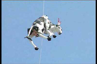 Art installation showing hanging of dummy cow sparks row in Jaipur