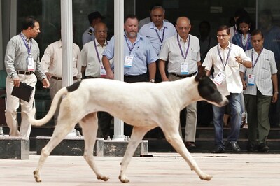 Delhi: Boy's death in stray dog attack puts focus on street safety